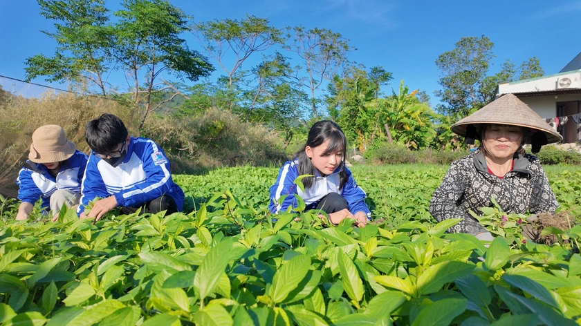 Quảng Ninh: Học sinh Cô Tô chung tay xây dựng Đặc khu xanh-sạch-bền vững - Ảnh 5.